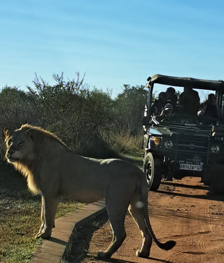 busveld-magic-dinokeng-gauteng-game-drive-lion